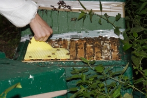 Vorbeugende Behandlung mit Ameisensäure